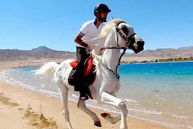 Balade à cheval à Dahab