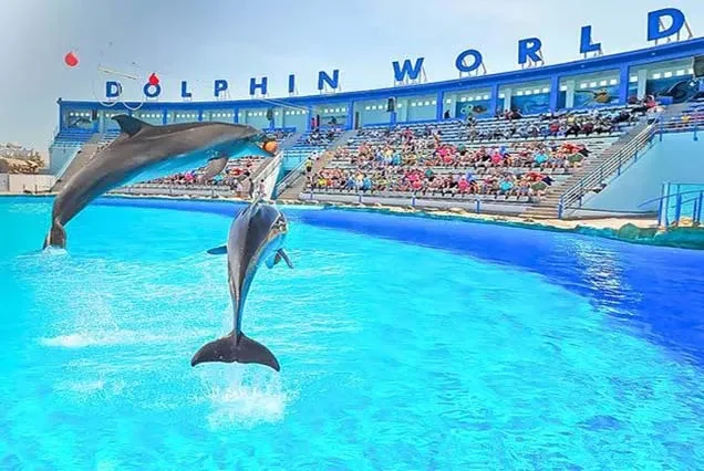 Excursion aux dauphins à Hurghada