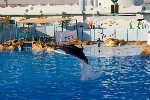 Excursion aux dauphins à Hurghada