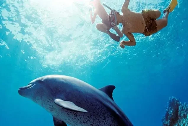 Excursion aux dauphins à Hurghada