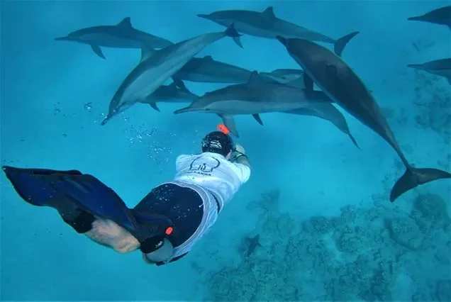 Excursion aux dauphins à Hurghada