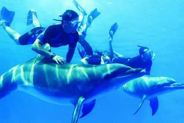 Excursion aux dauphins à Hurghada