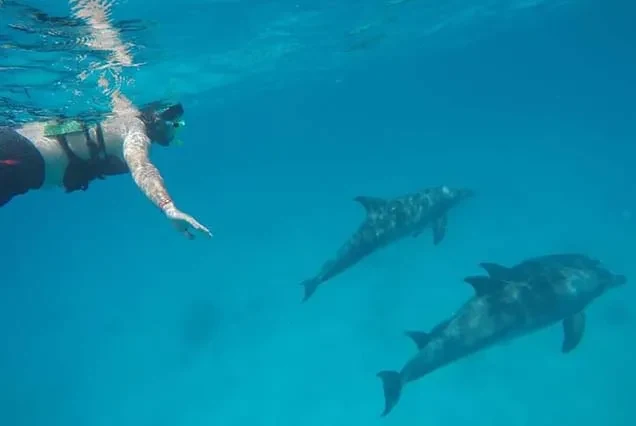 Excursion aux dauphins à Hurghada