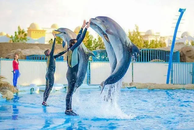 Excursion aux dauphins à Hurghada
