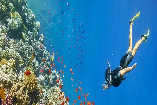 Plongée sous-marine premium à Marsa Alam