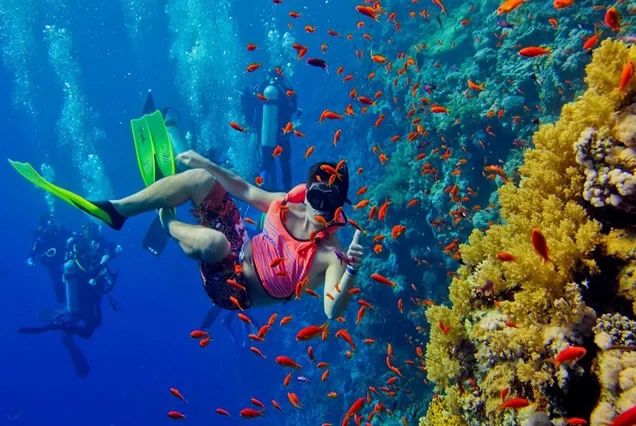 Plongée sous-marine premium à Marsa Alam