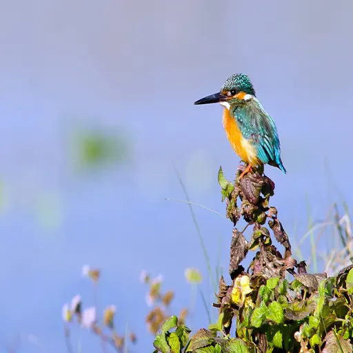 Excursion privée d’observation des oiseaux à Assouan