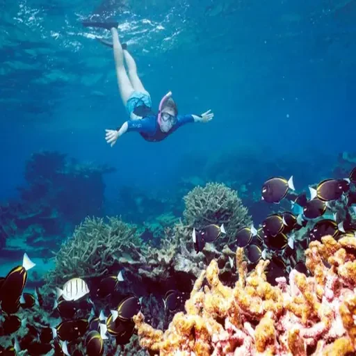 Expédition premium de snorkeling à Ras Mohammed