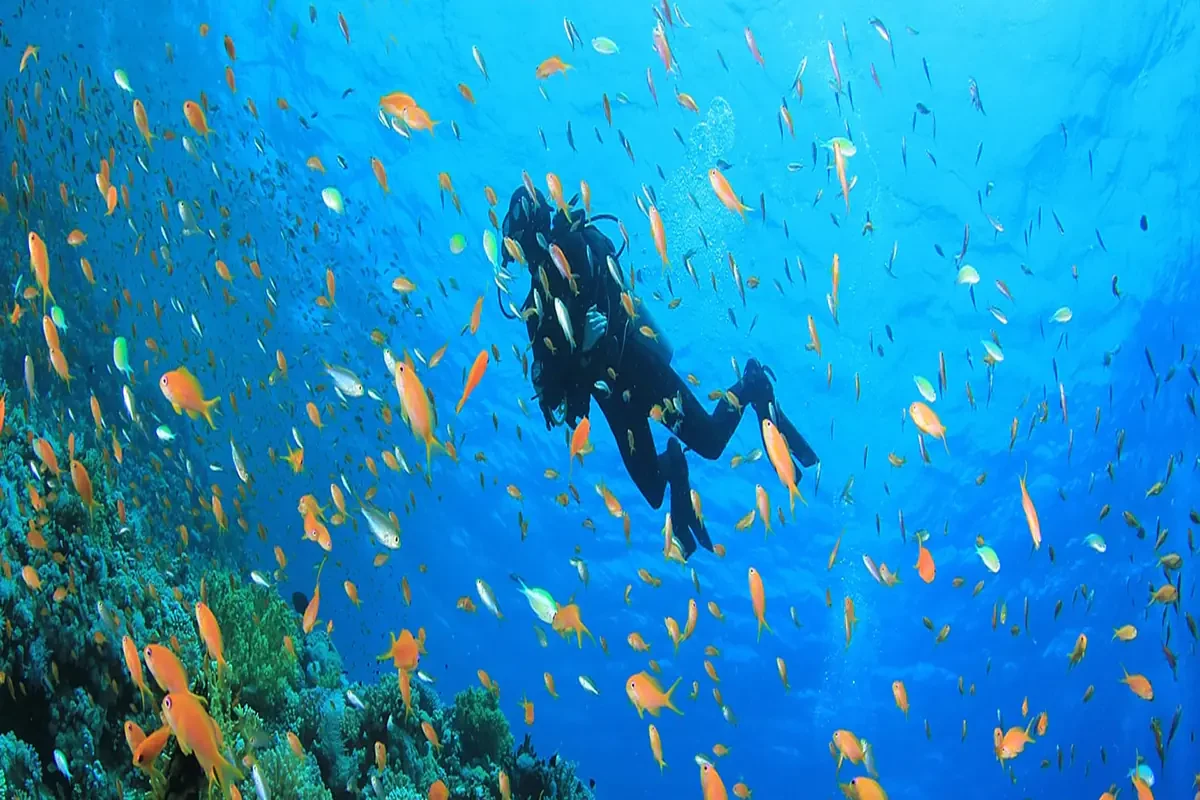 Excursion privée de snorkeling à Port Ghalib depuis Marsa Alam