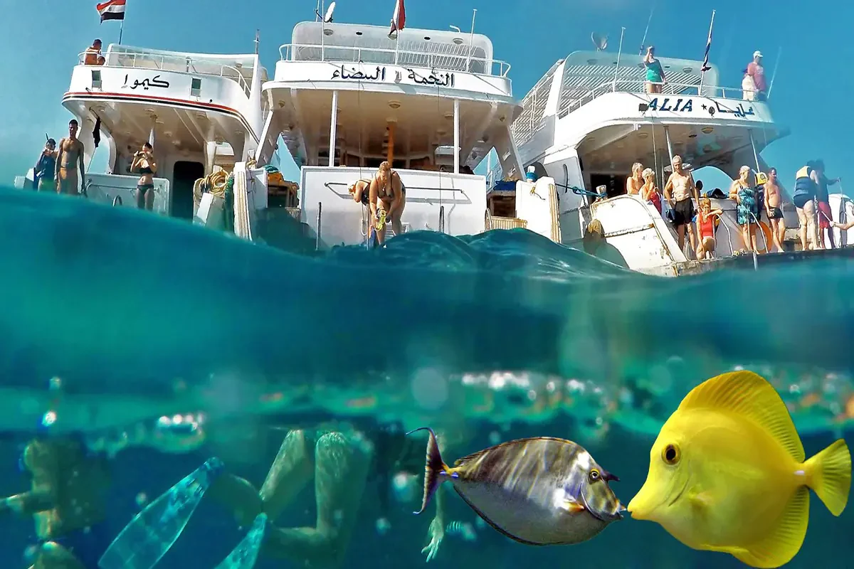 Expérience premium de snorkeling à l’île Giftun