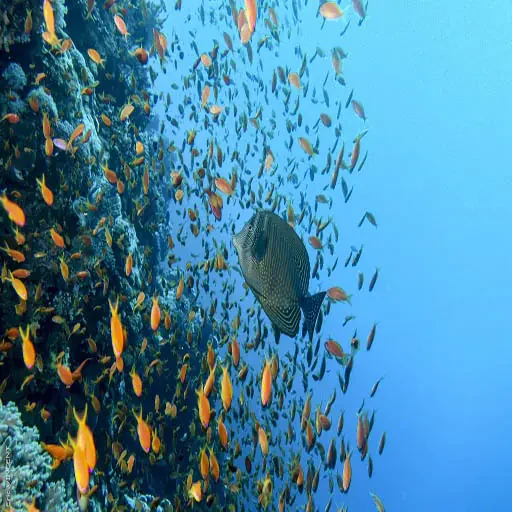 Expérience premium de snorkeling à l’île Giftun