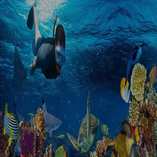 Expérience premium de snorkeling à l’île Giftun