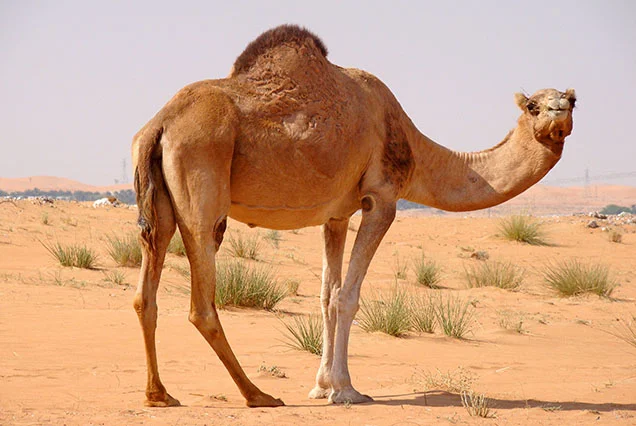 Expérience authentique privée à dos de chameau à Louxor