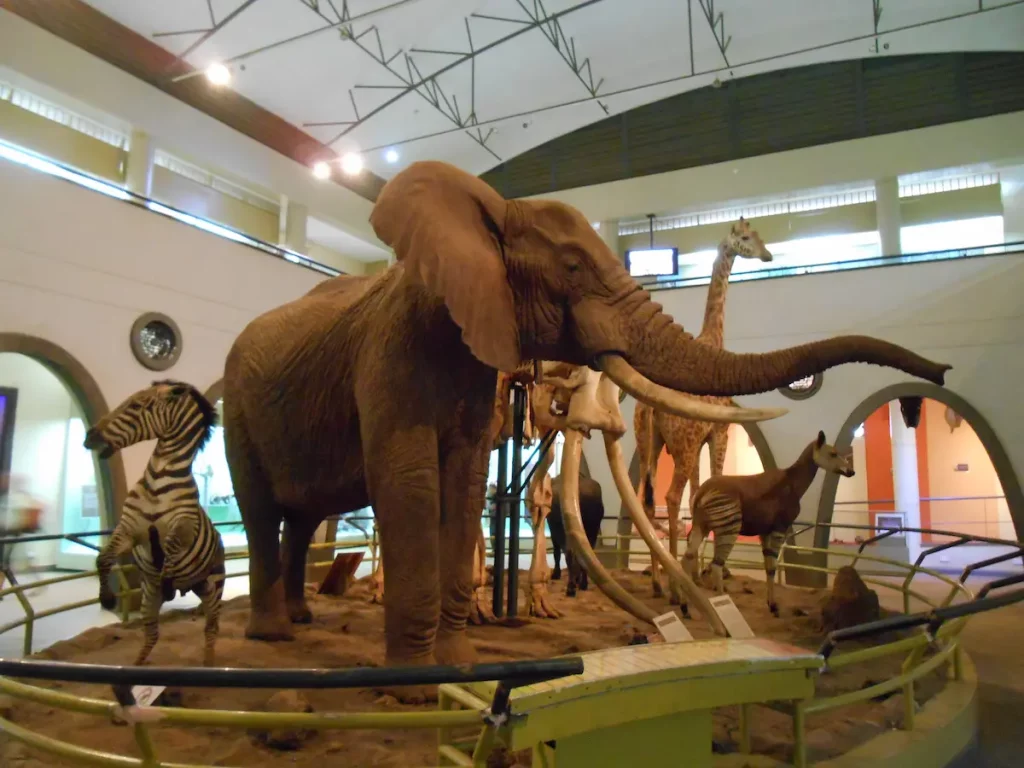 Excursion au Caire copte – musée national et Citadelle