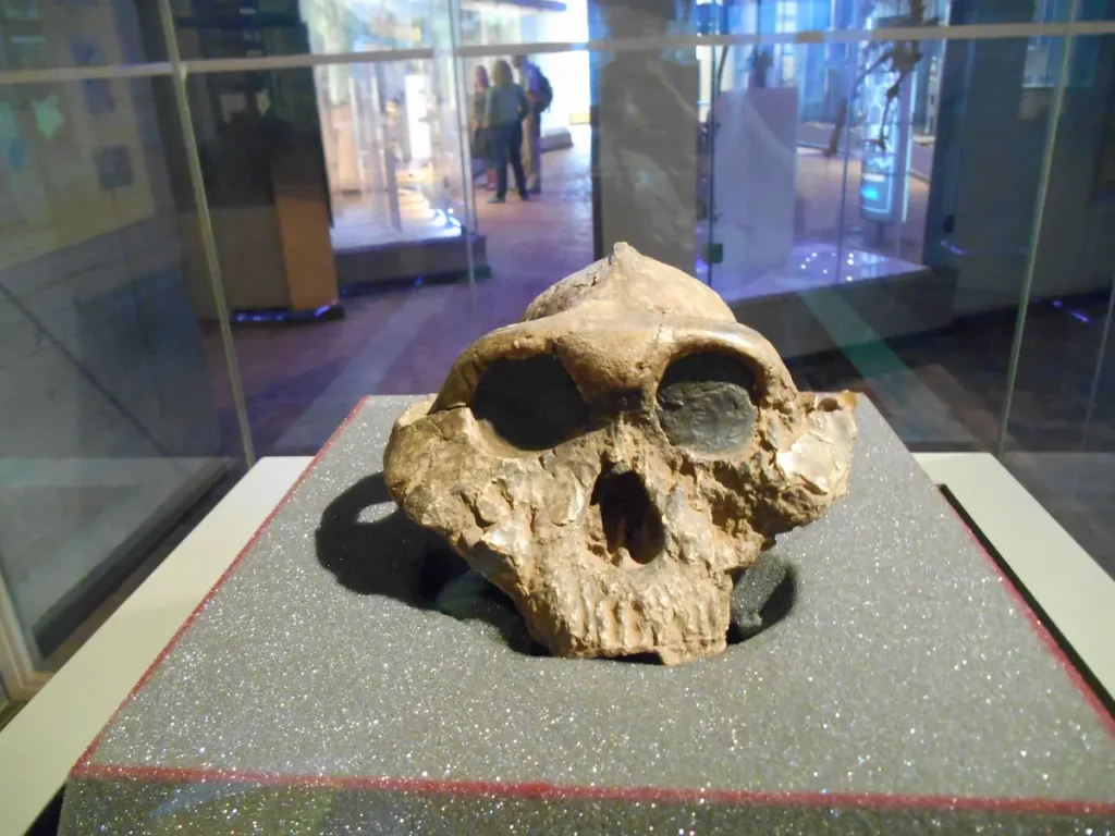 Excursion au Caire copte – musée national et Citadelle